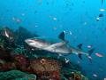   reef shark Komodo  